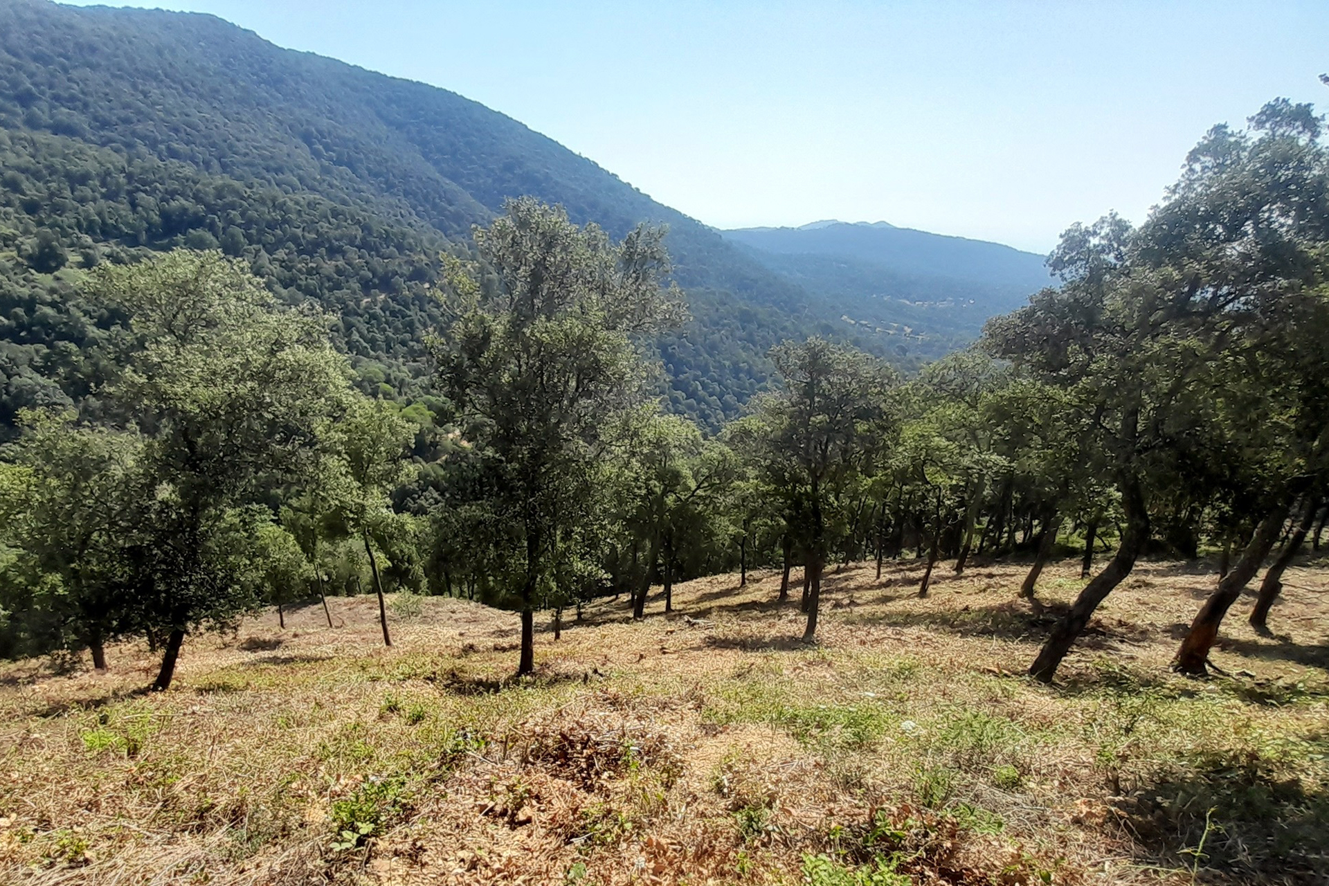 Franja de protecció a Sant Iscle de Vallalta. DIPUTACIÓ DE BARCELONA Franja de protecció a Sant Iscle de Vallalta. DIPUTACIÓ DE BARCELONA