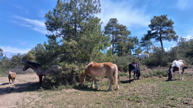 La Finca la Miranda compta amb una trentena de cavalls pasturant. Foto: Francesc Flores / Diputació de Barcelona 36 cavalls en semillibertat contribueixen a prevenir incendis en una finca del Berguedà