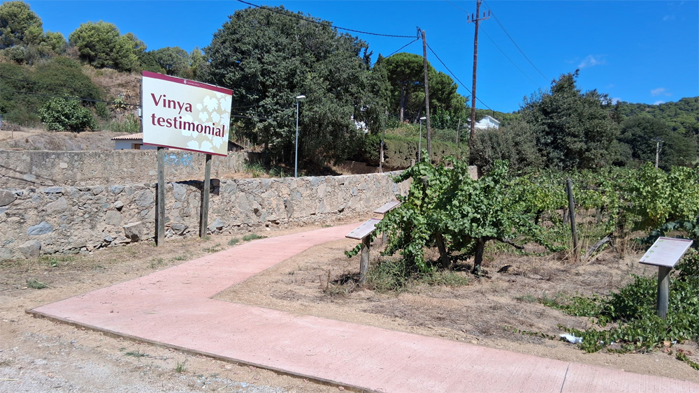 Itinerari accessible a la vinya testimonial de Can Magarola, a Alella, al Parc de la Serralada Litoral. Foto: Diputació de Barcelona Itinerari accessible a la vinya testimonial de Can Magarola, a Alella, al Parc de la Serralada Litoral. Foto: Diputació de Barcelona