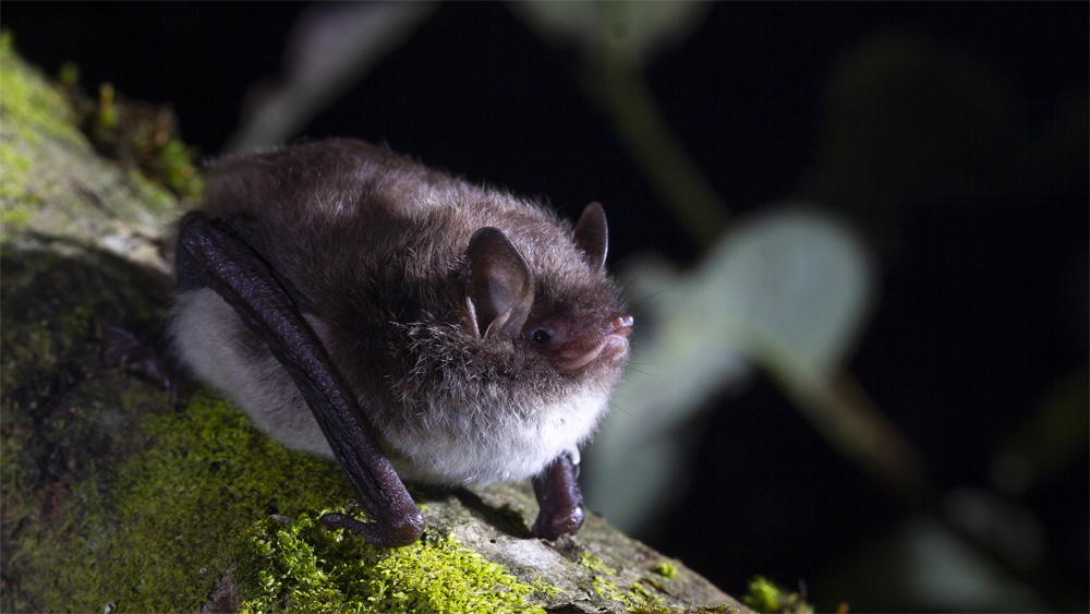 Rater d'aigua (Myotis daubentonii). Foto: Adrià López-Baucells / MCNG Rater d'aigua (Myotis daubentonii). Foto: Adrià López-Baucells / MCNG