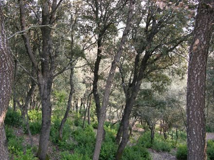 Fitxa del projecte Imatge del projecte