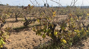 Conreu de la vinya a Les Cabanyes