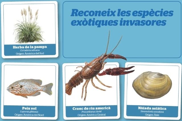 Grafisme del joc educatiu Parelles exòtiques