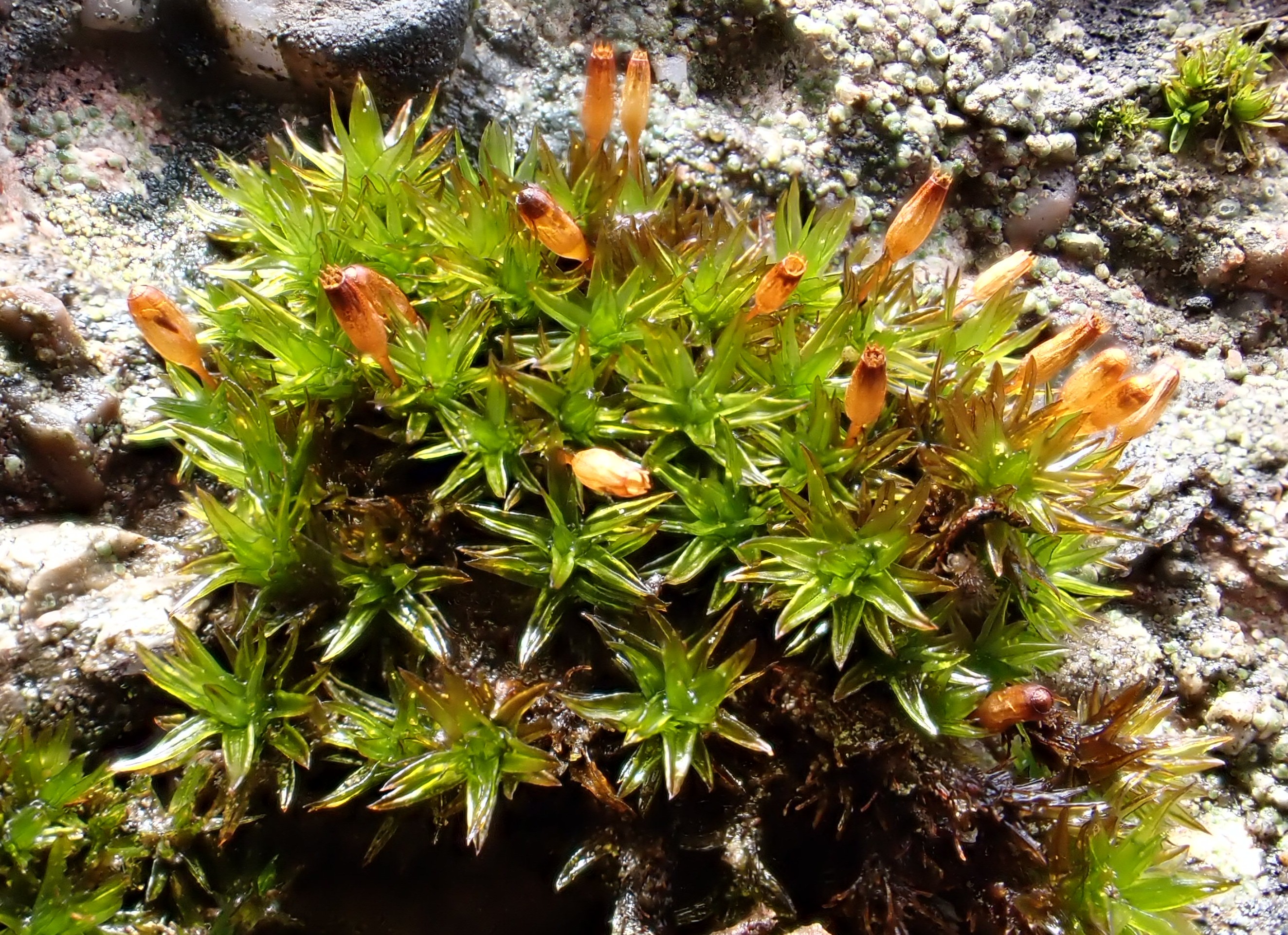 Orthotrichum anomalum. Foto: Elena Ruiz Orthotrichum anomalum. Foto: Elena Ruiz