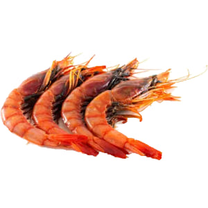 Gamba de Vilanova