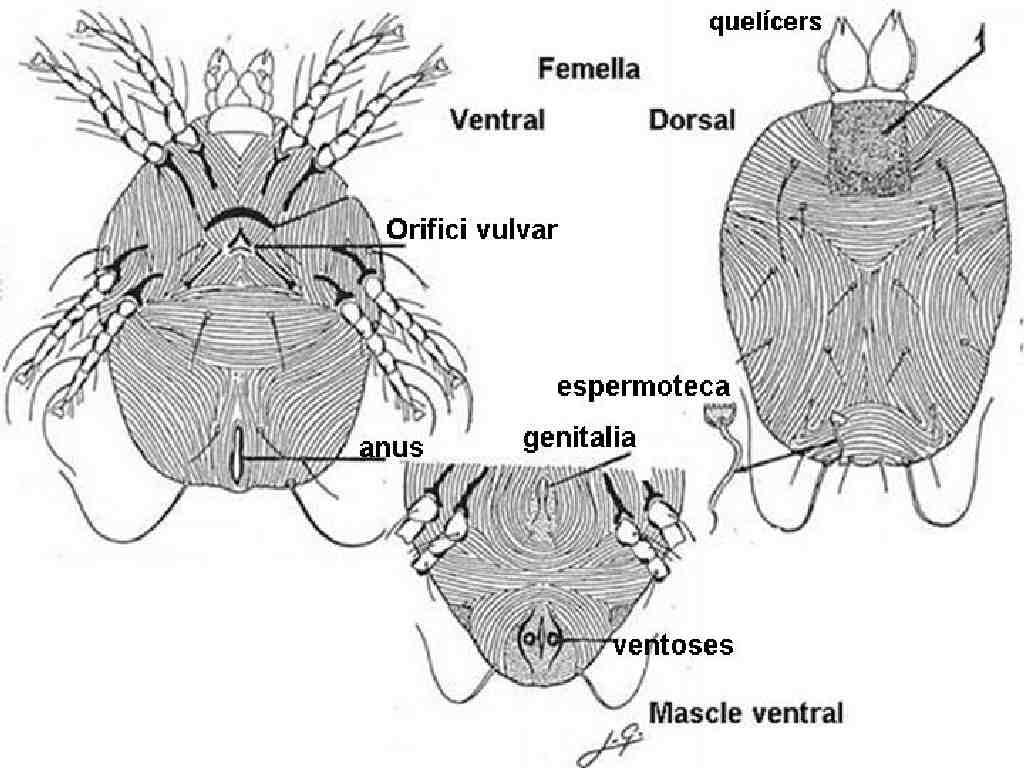 D. pteronyssinus: esquema general