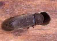 Foto 2: Adult d'Oligomerus ptilinoides Foto 2: Adult d'Oligomerus ptilinoides