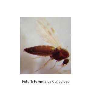 Culicoides (je-jenes en els països de parla hispana)