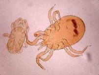 Dermanyssus gallinae