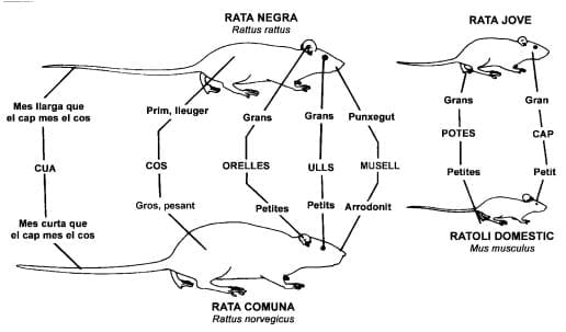 Diferències entre la rata comuna, la rata negra i el ratolí domèstic Figura 1: Diferències entre la rata comuna, la rata negra i el ratolí domèstic