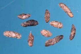 Excrements de M. musculus Foto 3: Excrements de M. musculus
