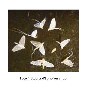 Efemeròpters, Efímeres, Palometes