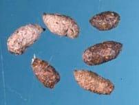 Excrements de la rataComuna (Rattus norvegicus) Foto 4: Excrements de la rataComuna (Rattus norvegicus)