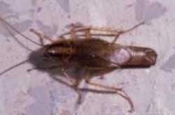 Foto 5: Femella de Blatella germanica amb ooteca Foto 5: Femella de Blatella germanica amb ooteca