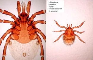 Foto 2: Femella i larva d’Ixodes ricinus on es poden apreciar les característiques del capítol i del solc ana Foto 2: Femella i larva d’Ixodes ricinus on es poden apreciar les característiques del capítol i del solc ana