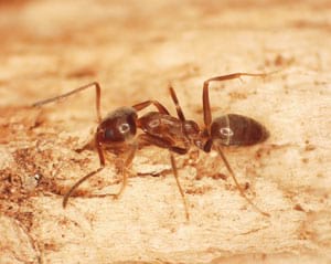 Formiga argentina