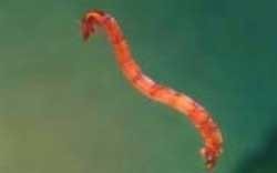 Foto 2: Larva de quironòmid Foto 2: Larva de quironòmid