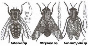 Morfologia comparada dels tàvecs Foto 2: Morfologia comparada dels tàvecs