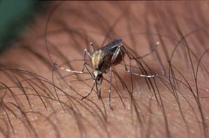 Mosquit de maresma