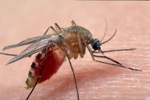 Mosquit domèstic