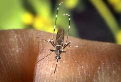 Foto 2: Mosquit tigre Foto 2: Mosquit tigre