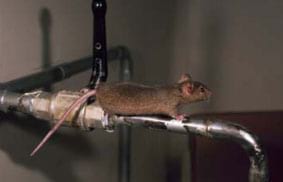 Mus musculus Foto 6: Mus musculus