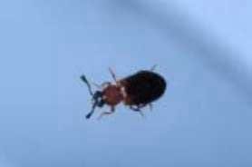 Foto 2: Necrobia ruficollis Foto 2: Necrobia ruficollis