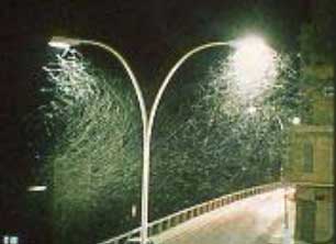 Foto 2: Núvol de palometes al voltant de la llum. Foto 2: Núvol de palometes al voltant de la llum.