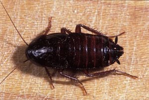 Panerola negra o oriental