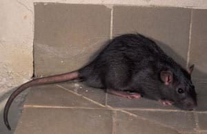 Rata comuna