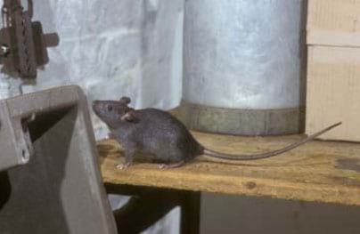 Rata Negra