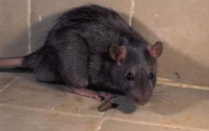 Rattus norvegicus Foto 3: Rattus norvegicus