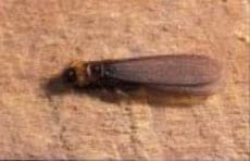 Tèrmit alat de Kalotermes flavicolis Foto 4: Tèrmit alat de Kalotermes flavicolis