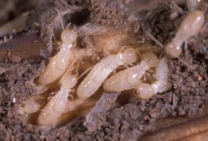 Tèrmits