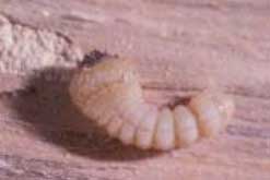 Foto 2: Larva d’Hylotropus bajulus Foto 2: Larva d’Hylotropus bajulus