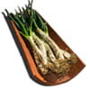 Calçots