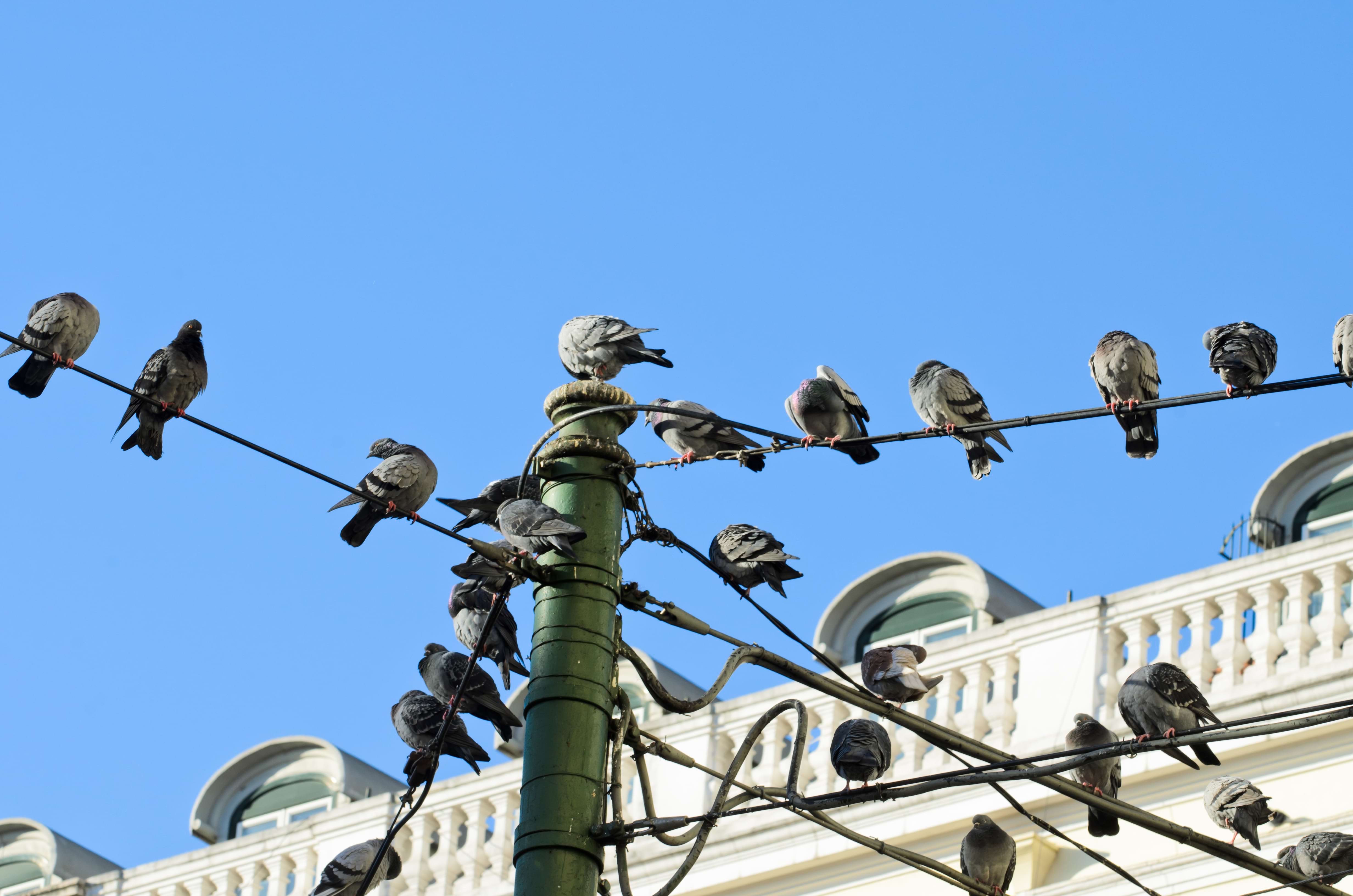 © mimohe / Shutterstock Grup de coloms sobre pals de llum