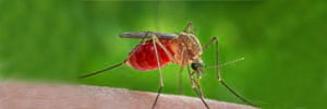 © CDC/ James Gathany
