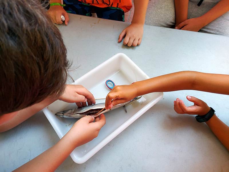 Activitats del casal d'estiu al CEM Activitats del casal d'estiu al CEM